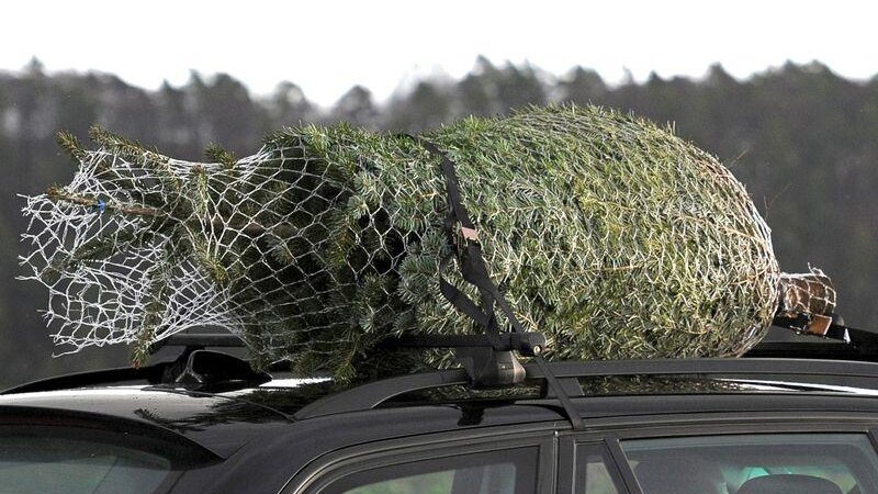 Ein Weihnachtsbaum wird auf dem Dach eines Wagens transportiert. (Symbolbild)