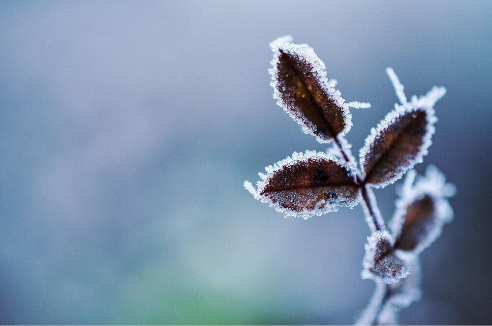 Frost, Symbolfoto Frost, Symbolfoto