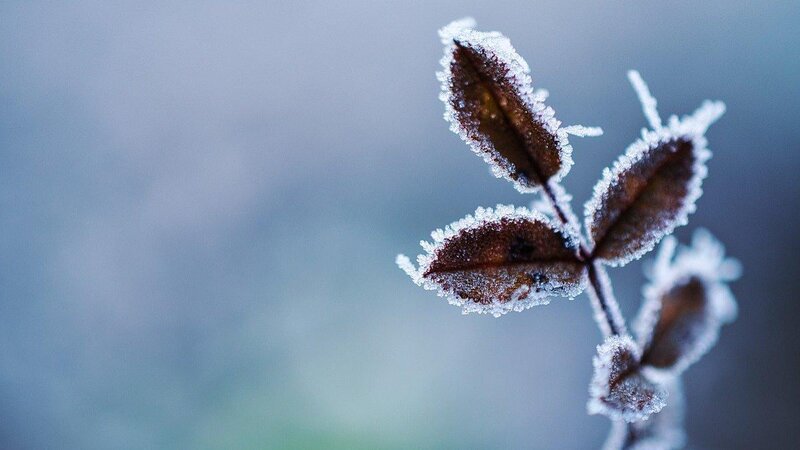 Frost, Symbolfoto
