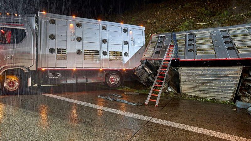 Ein Transporter mit rund 40 Rindern verunglückte am Morgen auf der A3.