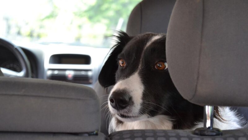 Hunde sollten bei Hitze nicht im Auto zurückgelassen werden.
