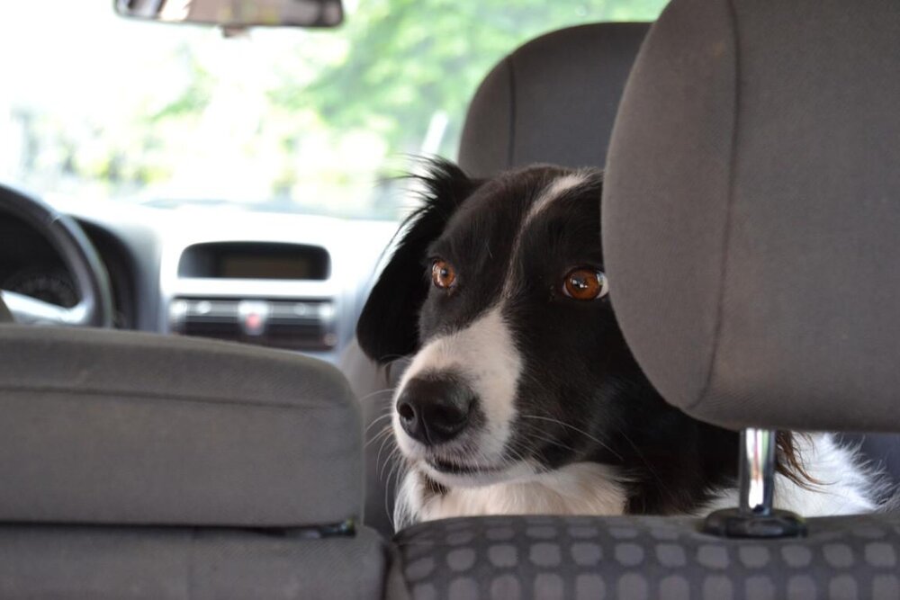 Hunde sollten bei Hitze nicht im Auto zurückgelassen werden. Hunde sollten bei Hitze nicht im Auto zurückgelassen werden.