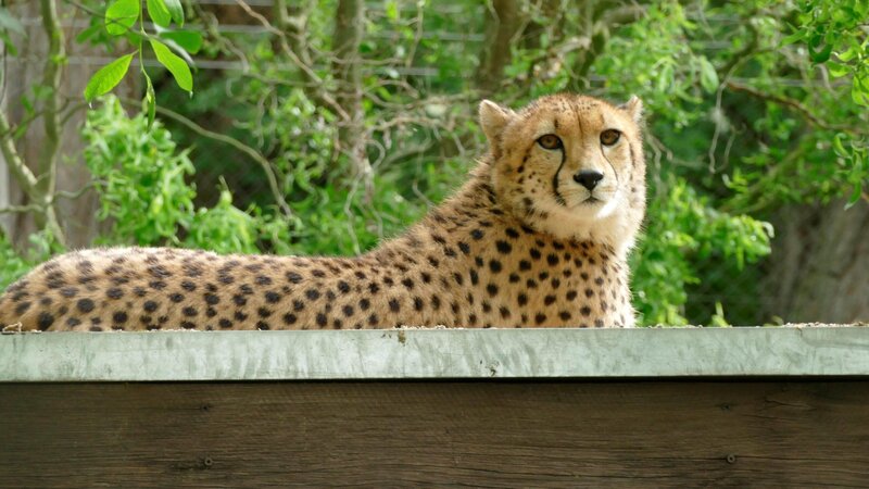 Neu im Neuwieder Zoo: Die Gepardin "Rosi".