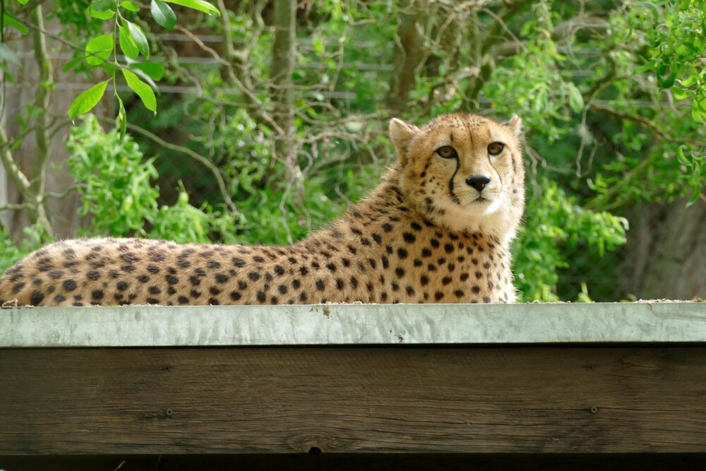 Neu im Neuwieder Zoo: Die Gepardin "Rosi". Neu im Neuwieder Zoo: Die Gepardin "Rosi".