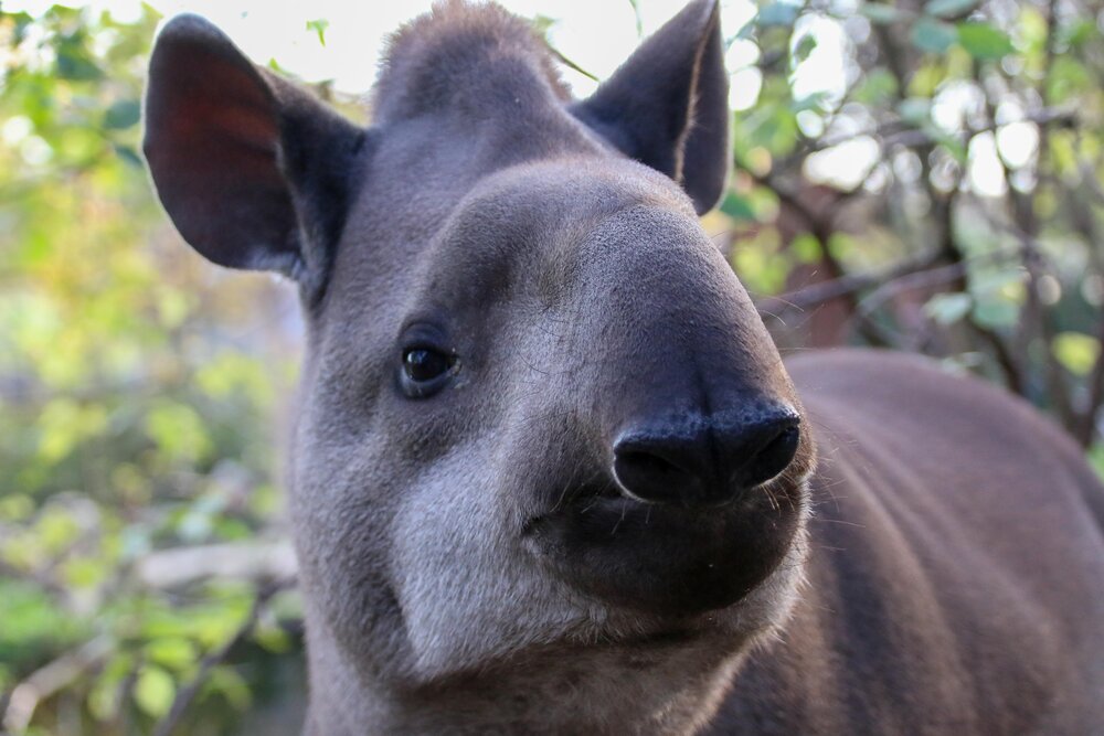 Tapir Peppone, Zoo Neuwied Tapir Peppone, Zoo Neuwied