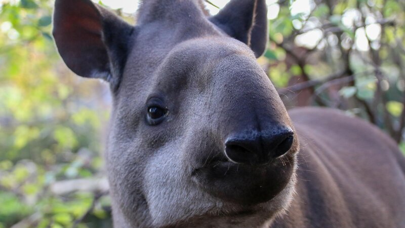 Tapir Peppone, Zoo Neuwied