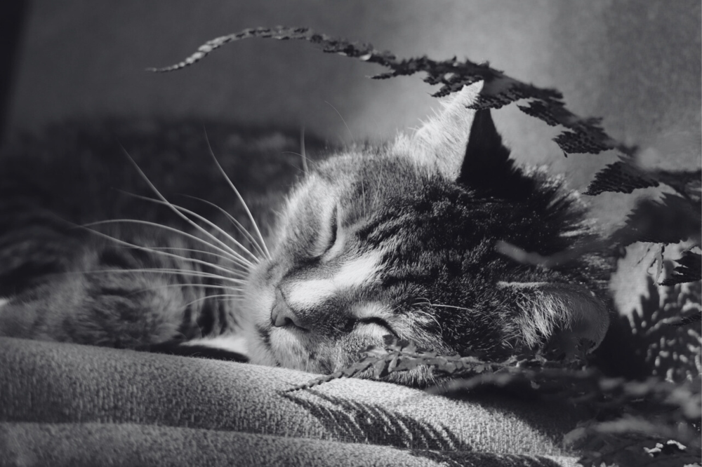 Schlafende Katze, Symbolbild