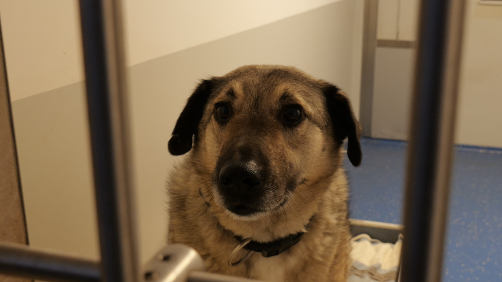 Hund "Naiden" aus dem Mayener Tierheim.