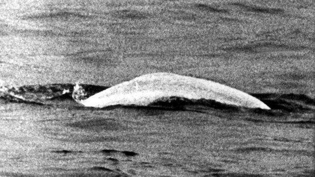 Heute vor 60 Jahren: Als ein echter Wal fast bis Koblenz schwamm