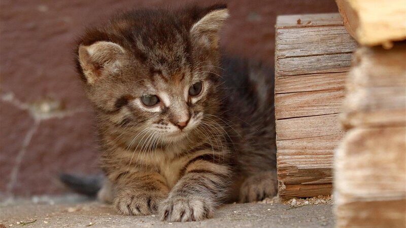 Babykatze, Katze, Kitten, Kätzchen (Symbolbild)