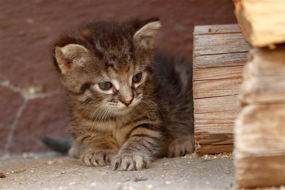Babykatze, Katze, Kitten, Kätzchen (Symbolbild)