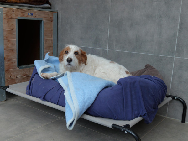 Auch Hund "Tintim" sucht ein Zuhause.