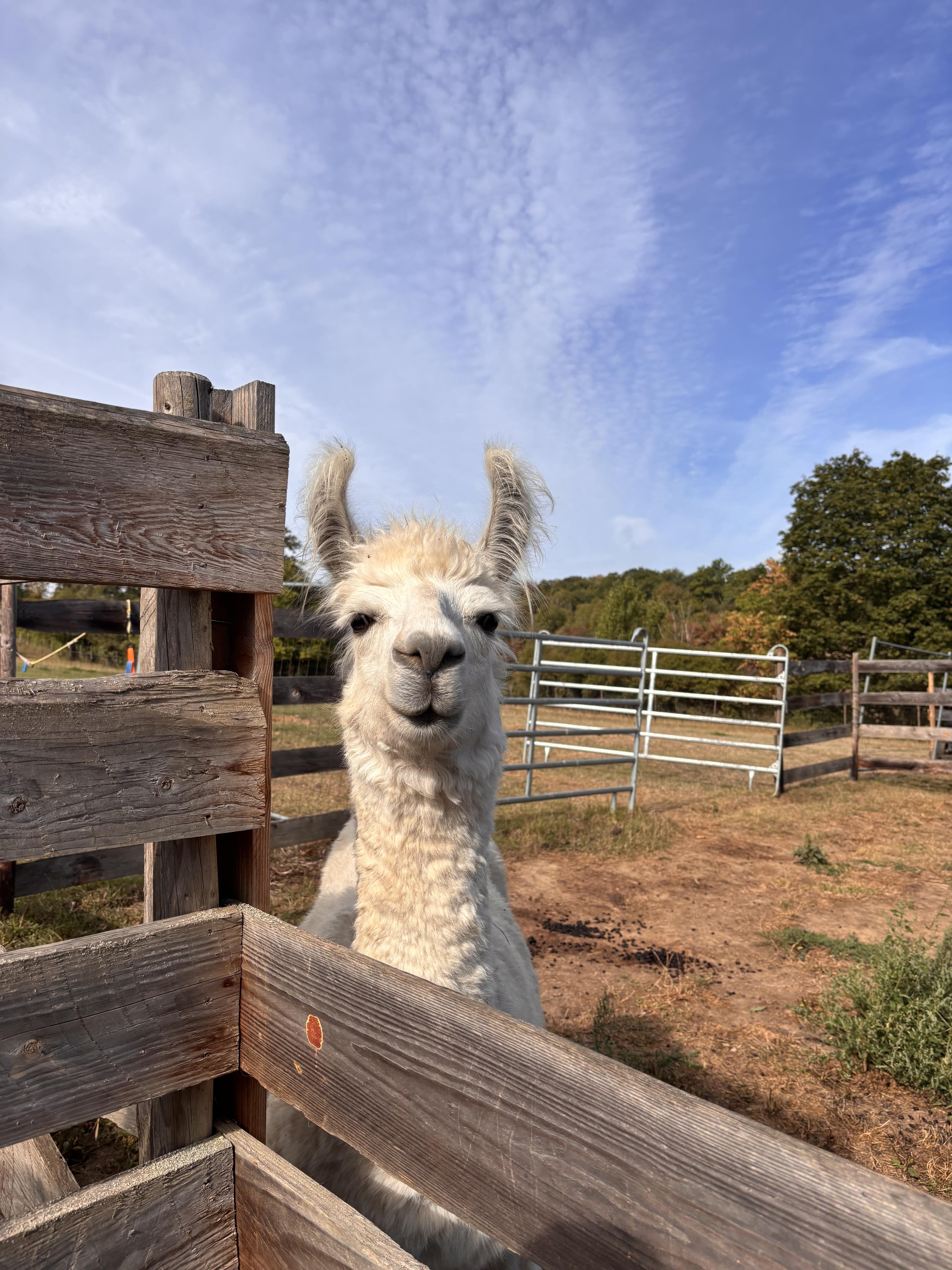 Bei Glückslama in Brey sind sowohl Lamas als auch Hühner zu Hause.