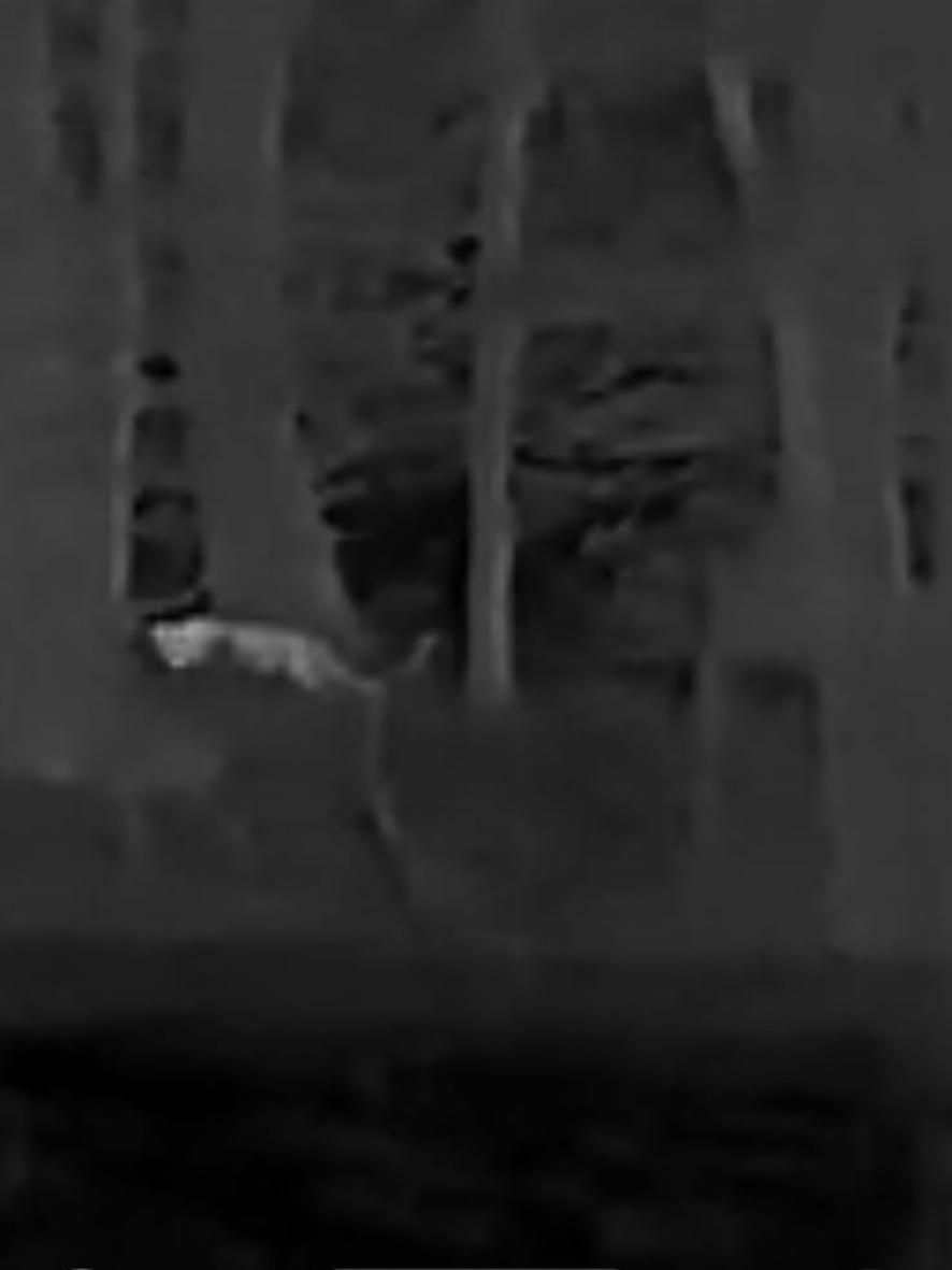 Das Rätsel um die mysteriöse "Großkatze" scheint gelöst.