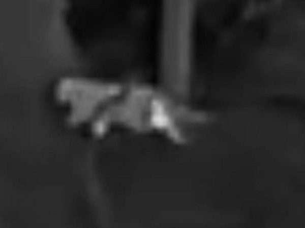 Das Rätsel um die mysteriöse "Großkatze" scheint gelöst.