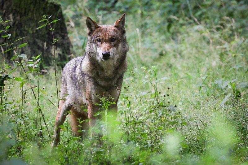 Der Abschuss eines Wolfes sei grundsätzlich eine Straftat, hieß es, Symbolbild