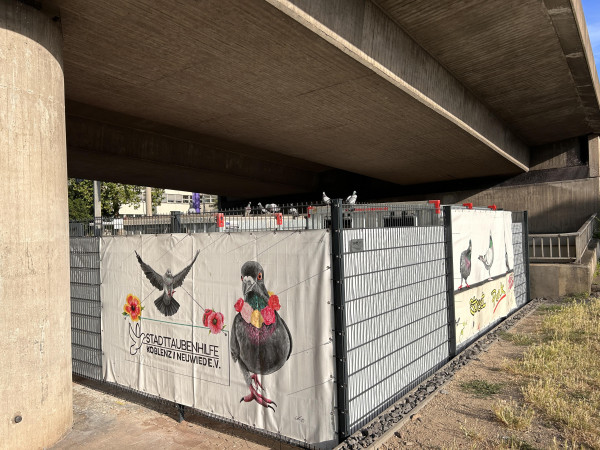 Der erste betreute Taubenschlag in Koblenz entstand 2016 am Saarkreisel, mittlerweile gibt weitere Standorte, wie in Lützel und Neuwied.