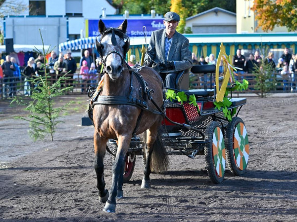 Der Pferdemarkt in Mayen 2025.