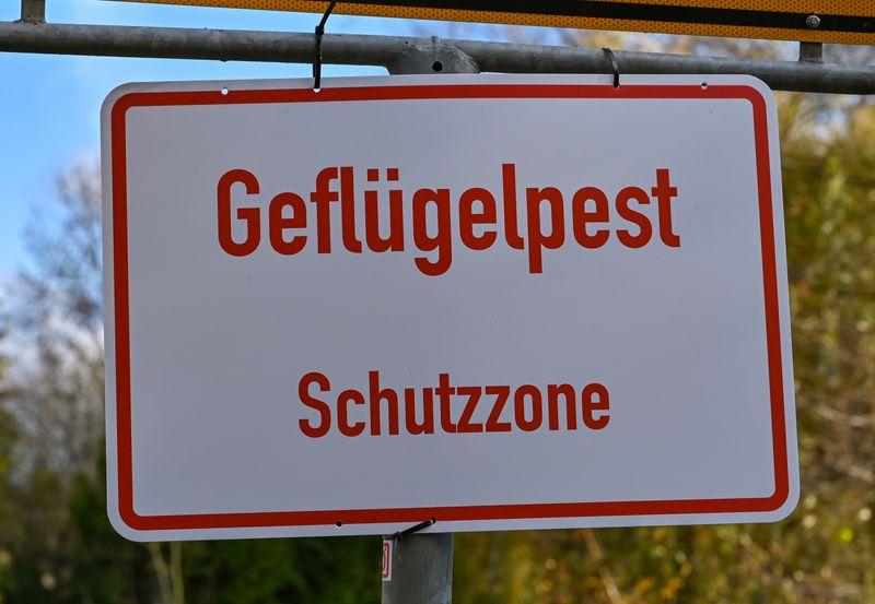 Die Klassische Geflügelpest ist eine tödlich verlaufende Erkrankung von Vögeln. (Symbolbild) Die Klassische Geflügelpest ist eine tödlich verlaufende Erkrankung von Vögeln. (Symbolbild)