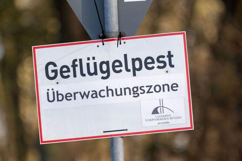 Die Vogelgrippe ist auch in Rheinland-Pfalz angekommen (Symbolbild)