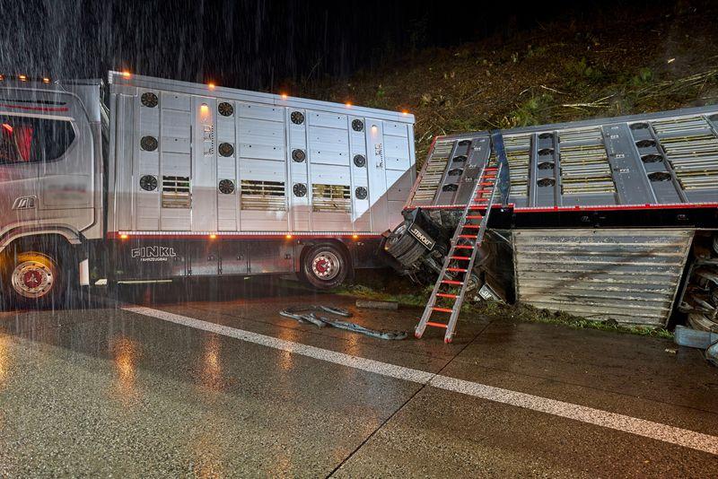 Ein Transporter mit rund 40 Rindern verunglückte am Morgen auf der A3.