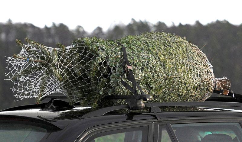 Ein Weihnachtsbaum wird auf dem Dach eines Wagens transportiert. (Symbolbild)