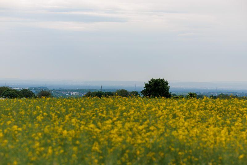Etwas trüber als zuletzt könnte der Himmel in Rheinland-Pfalz  daherkommen.