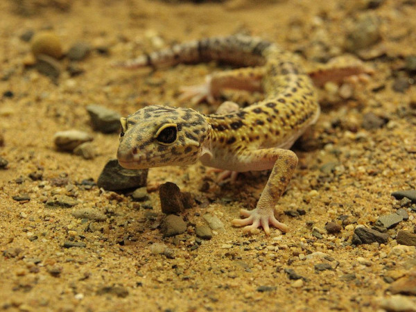 Geckos gelten als bedrohte Art. Im Zoo Neuwied kann man sie finden.