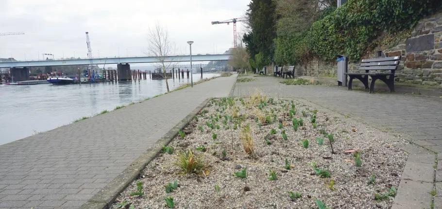 In den neu bepflanzten Beeten am Pfaffendorfer Rheinufer ist der Frühling schon zu erahnen. Damit sie sich gut entwickeln, sollten Hunde ferngehalten werden.