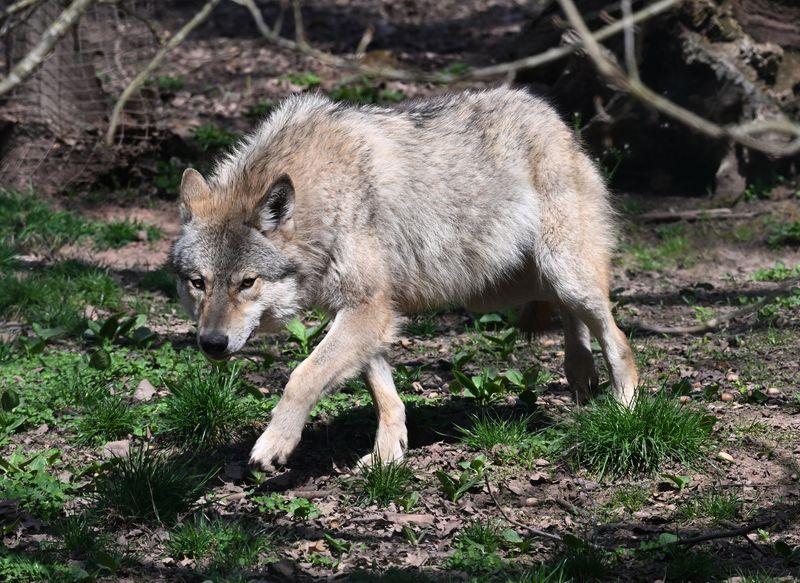 In Rheinland-Pfalz sind vier Wolfsrudel ansässig. (Archivbild) In Rheinland-Pfalz sind vier Wolfsrudel ansässig. (Archivbild)