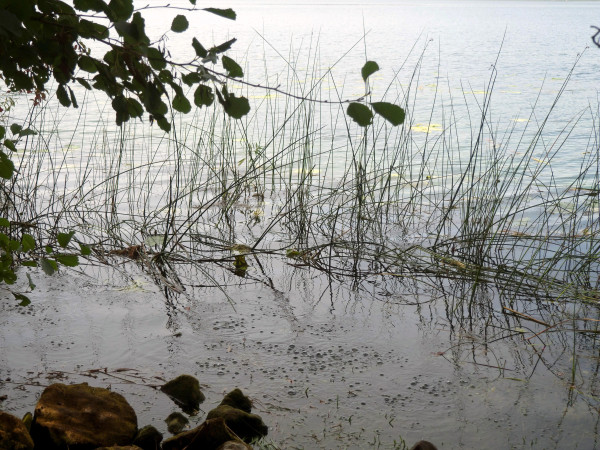 Mofetten sind am Laacher See ein Beweis für vulkanische Aktivität. Unter Mofetten versteht man Stellen an denen Kohlendioxid austritt, welches aus tiefen Magmakammern stammt.