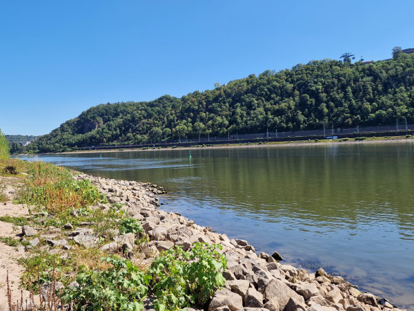 Niedrigwasser am Rhein in Koblenz (28. Juli 2026).