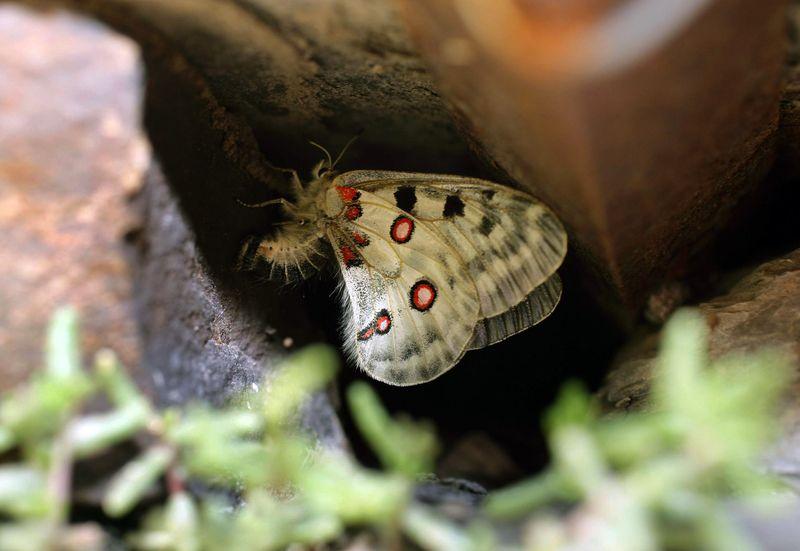 Sprühflüge seien maßgeblich für den Rückgang des streng geschützten Mosel-Apollofalters sowie weiterer Insektenarten verantwortlich, so die DUH. (Symbolbild) Sprühflüge seien maßgeblich für den Rückgang des streng geschützten Mosel-Apollofalters sowie weiterer Insektenarten verantwortlich, so die DUH. (Symbolbild)
