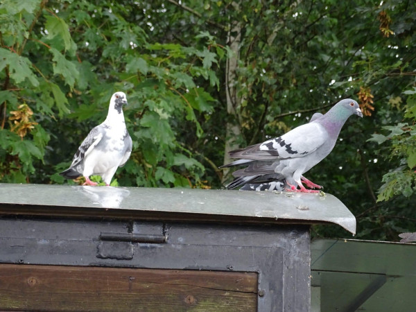 Stadttauben sind verwahrloste Haustiere, Wildtauben dagegen Wildvögel. Erstere leben standorttreu in Städten, Wildtauben dagegen in Bäumen und großen Sträuchern.
