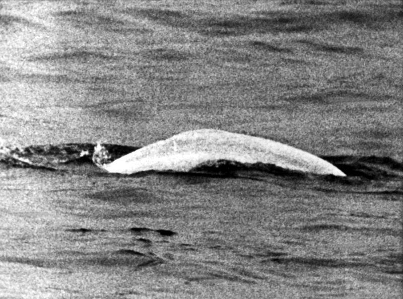 Weißer Wal im trüben Rhein: Fast einen Monat lang war Moby Dick 1966 zwischen Duisburg und Rheinland-Pfalz unterwegs. Weißer Wal im trüben Rhein: Fast einen Monat lang war Moby Dick 1966 zwischen Duisburg und Rheinland-Pfalz unterwegs.